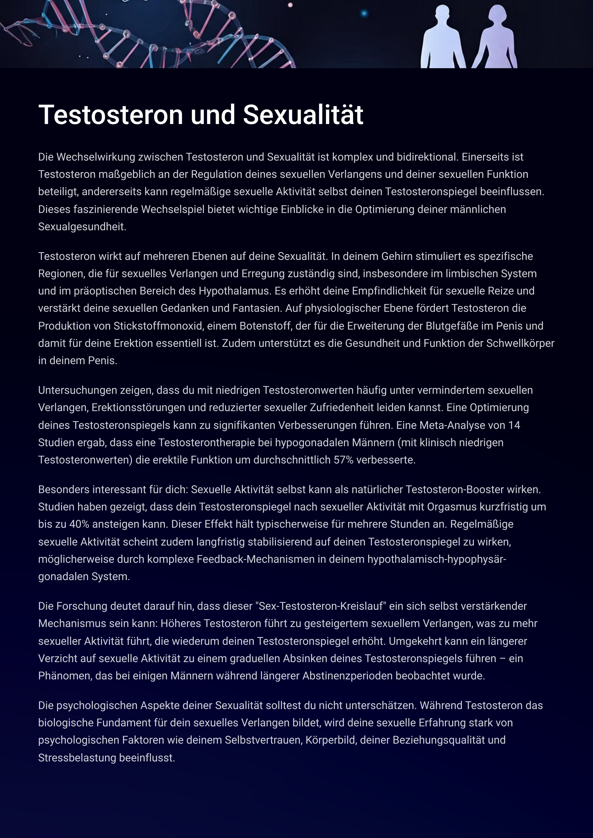 Infografik über die Beziehung zwischen Testosteron und Sexualität – erklärt, wie Testosteron das sexuelle Verlangen, die Erektionsfunktion und die Männergesundheit beeinflusst